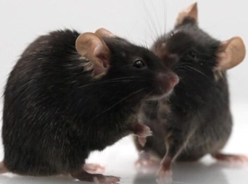rat