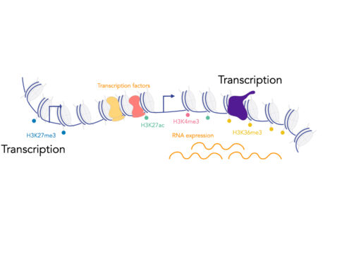 Zenk-epigenomics-1