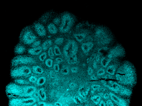 organoid_3month_DAPI