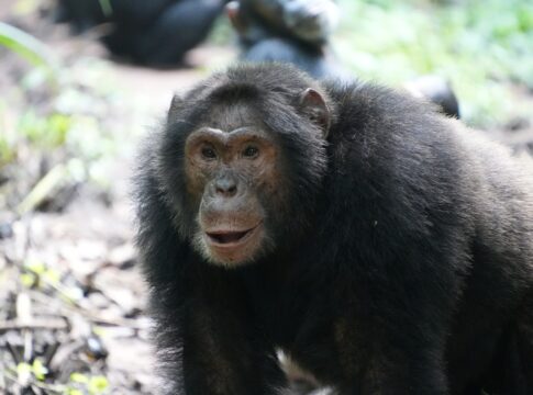 chimp